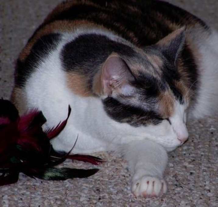 Photo of Grapenut