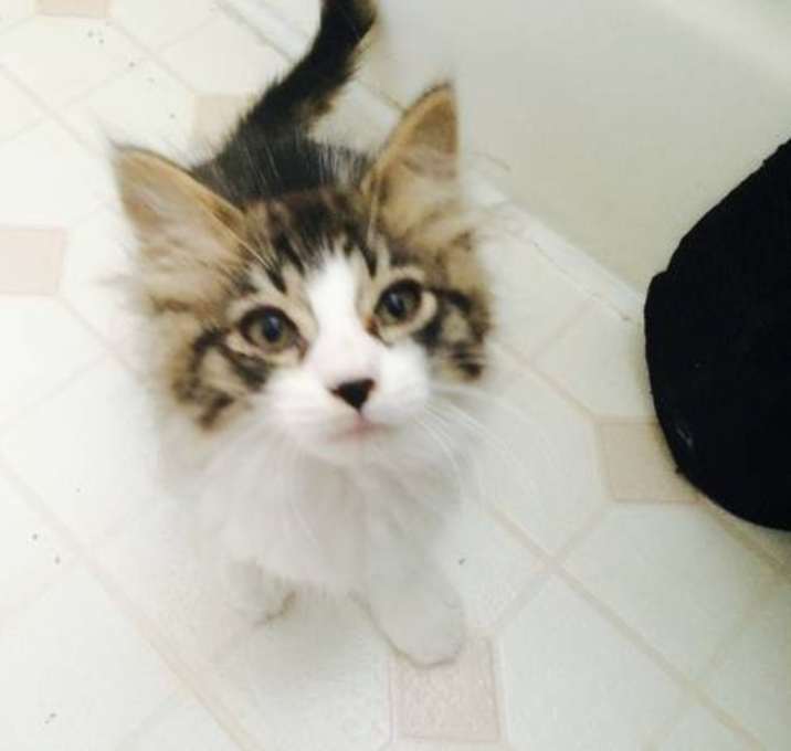 Photo of Gizmo