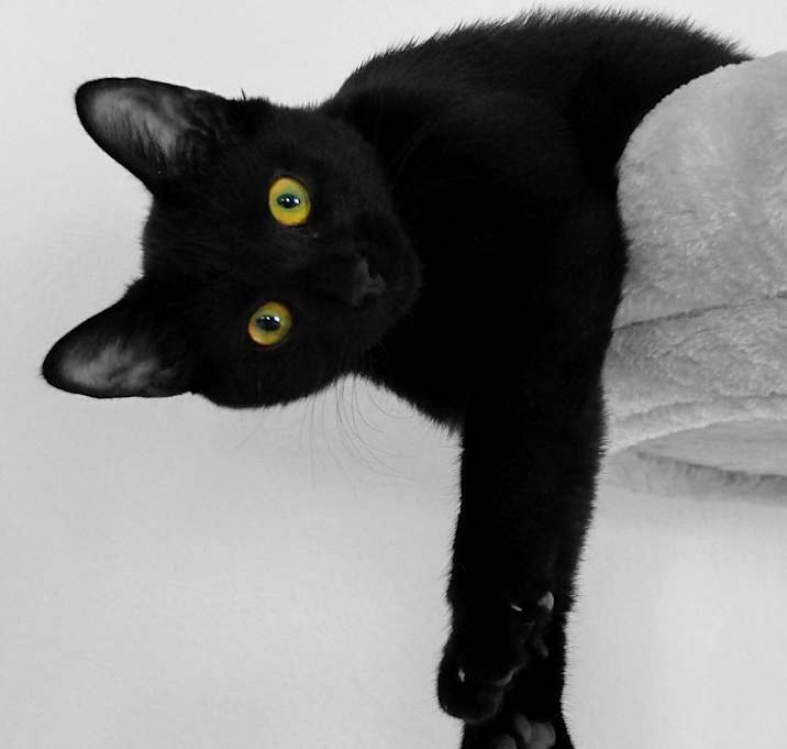 Photo of Blackie- social lap cat