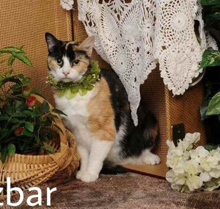 Photo of Fizzbar