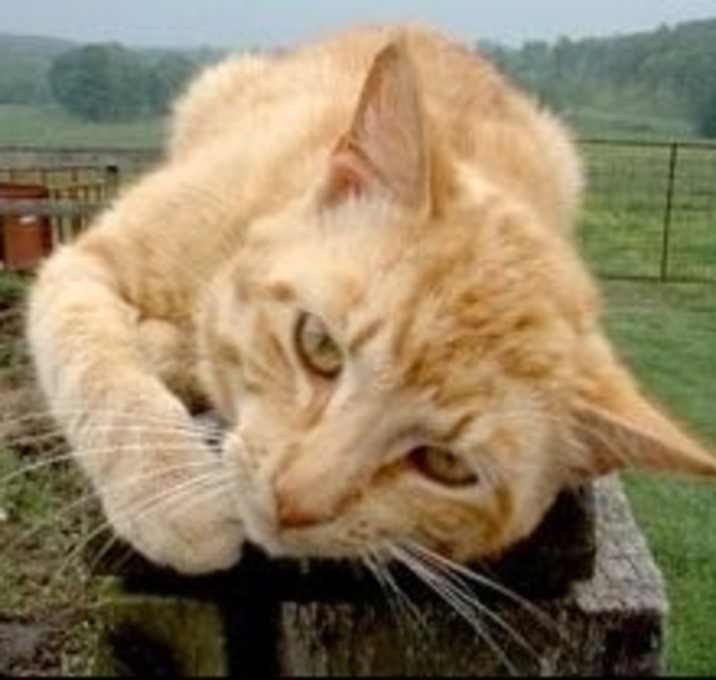 Photo of Barn Cat
