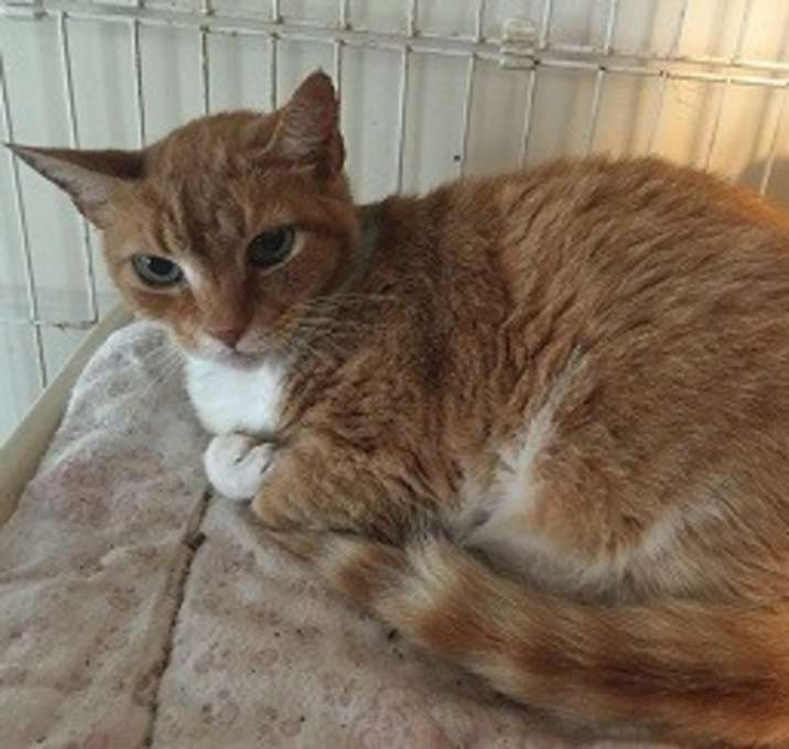 Photo of Chip