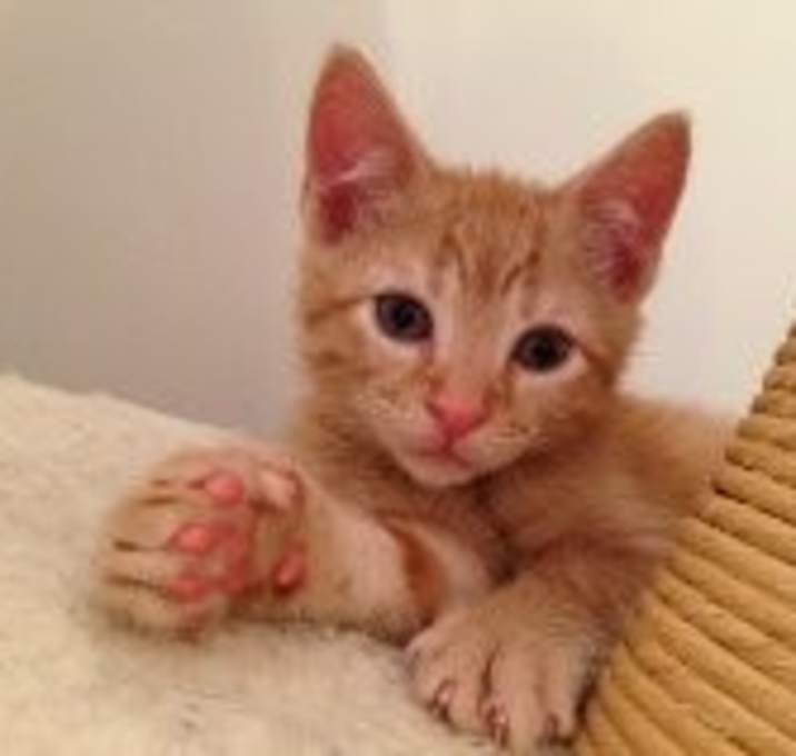 Photo of Colby bonded with Cheddar