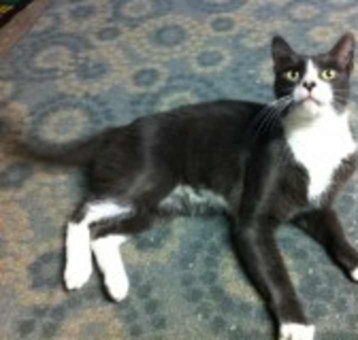 Photo of Henry/ great companion