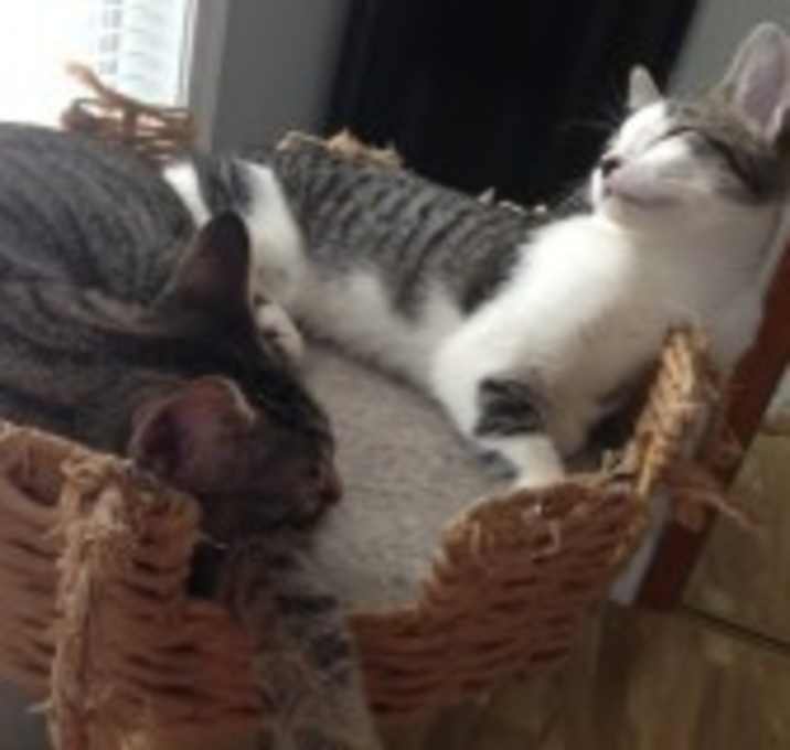 Photo of Abby & Andy/ BONDED PAIR