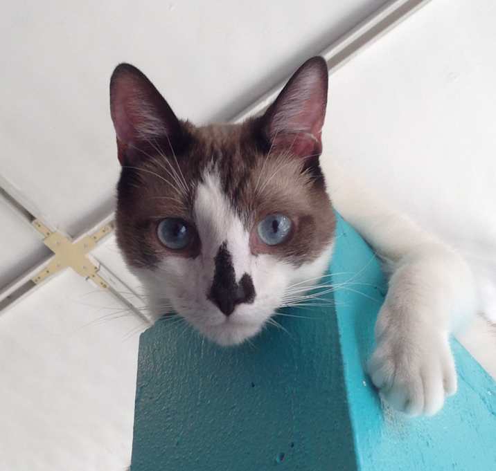 Photo of Choccy