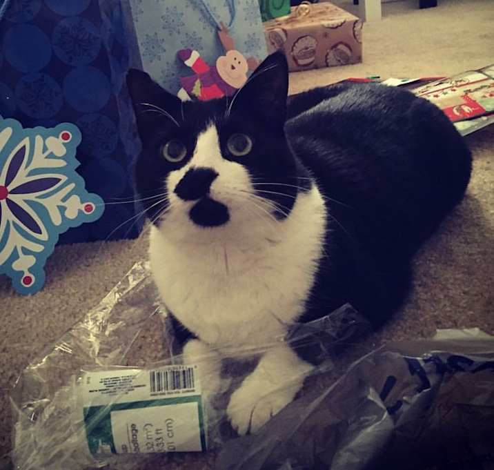 Photo of DOMINO prefers single cat home