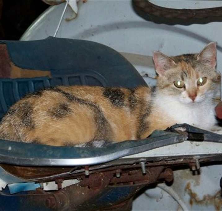 Photo of Barn Cats
