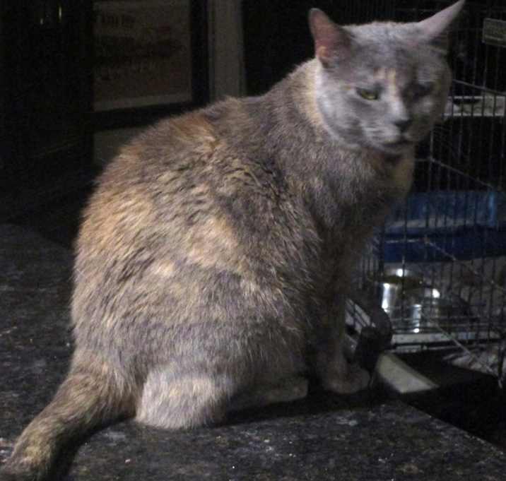 Photo of Sioux
