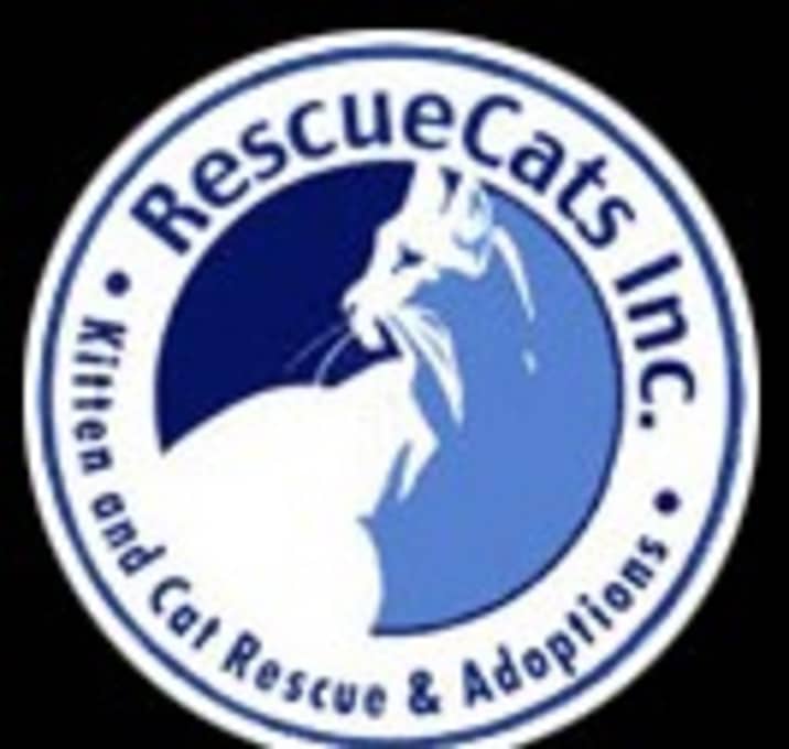 Photo of Help support our FeLV Kitties