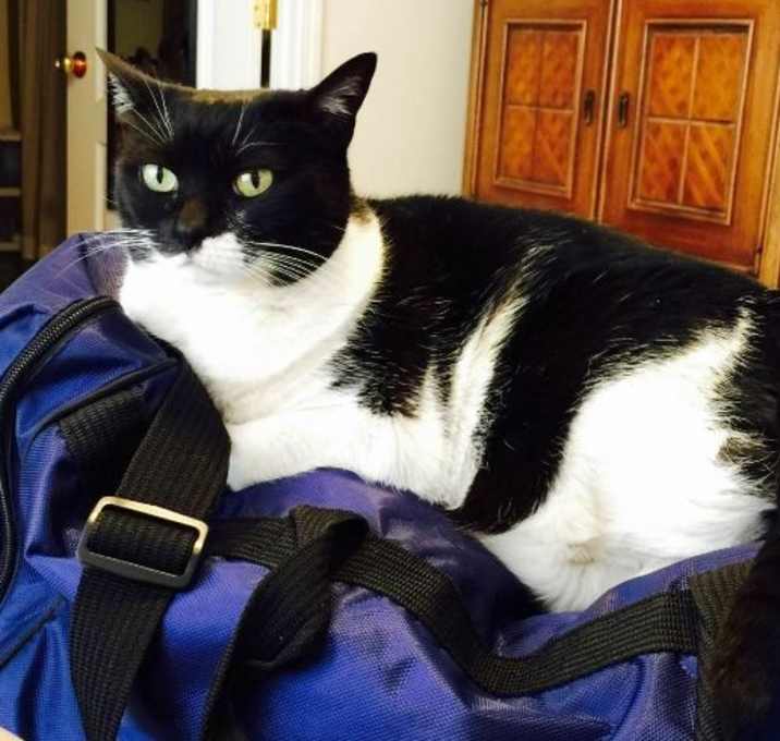 Photo of Sweet Sophie