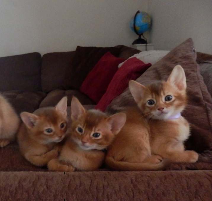Photo of Abyssinian