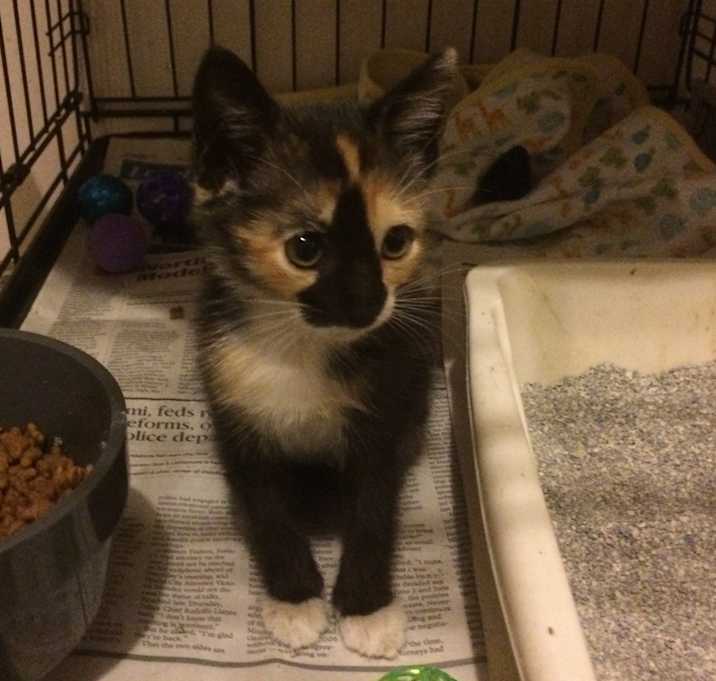 Photo of Jolie aka Jo Jo