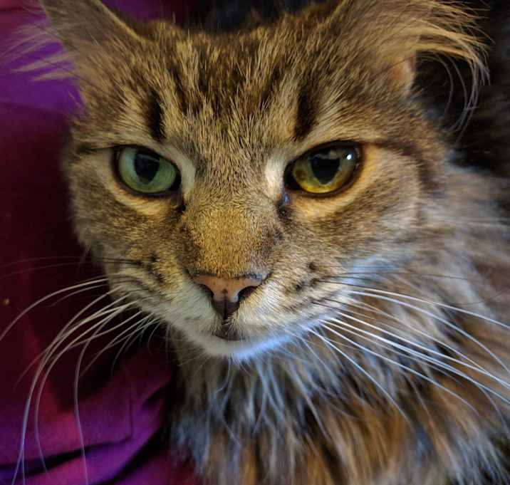 Photo of Lily