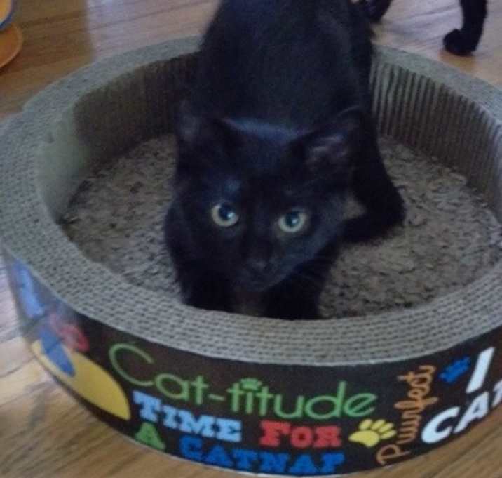 Photo of Little Kitty