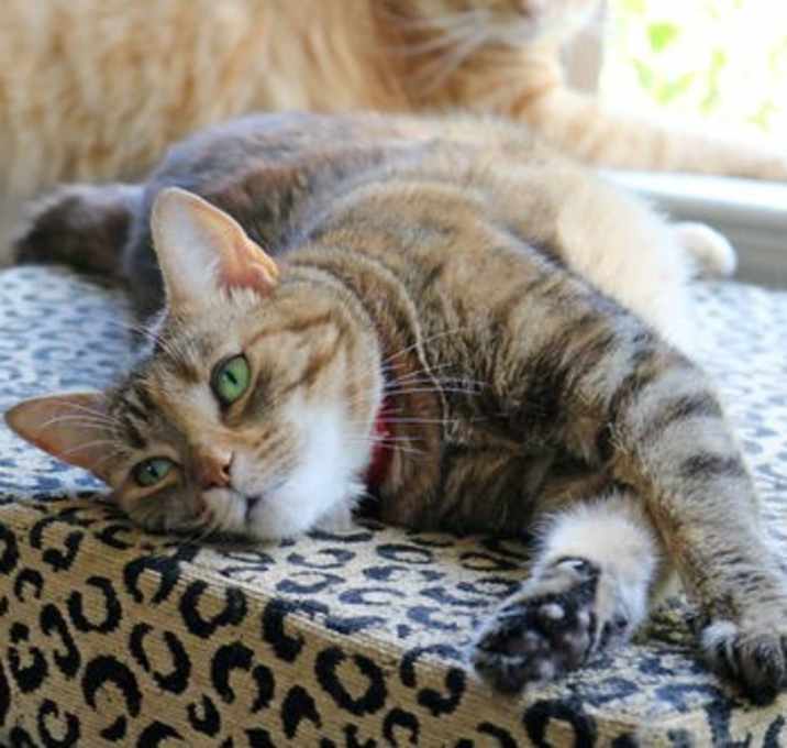 Photo of Savannah