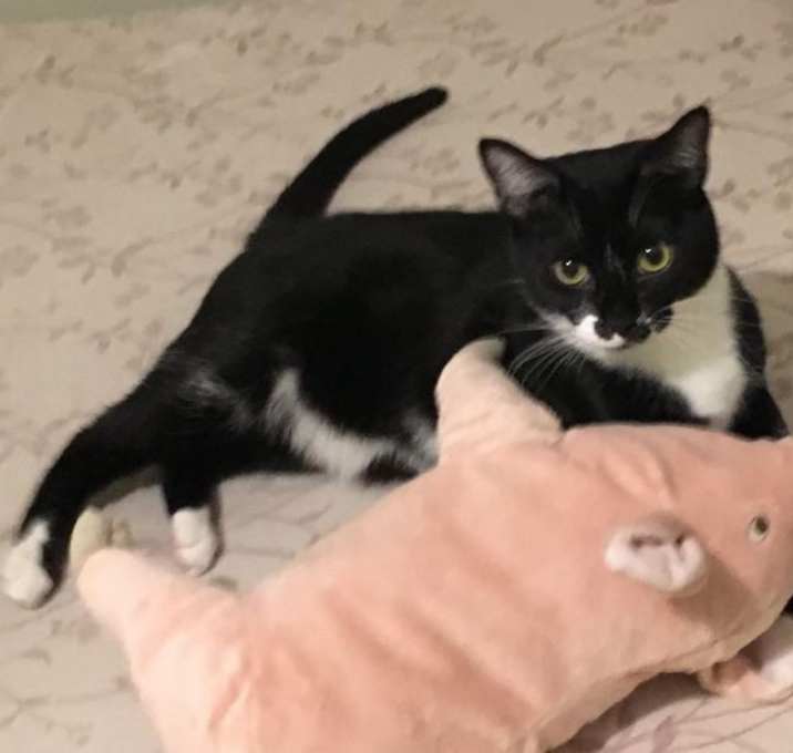 Photo of Cupcake