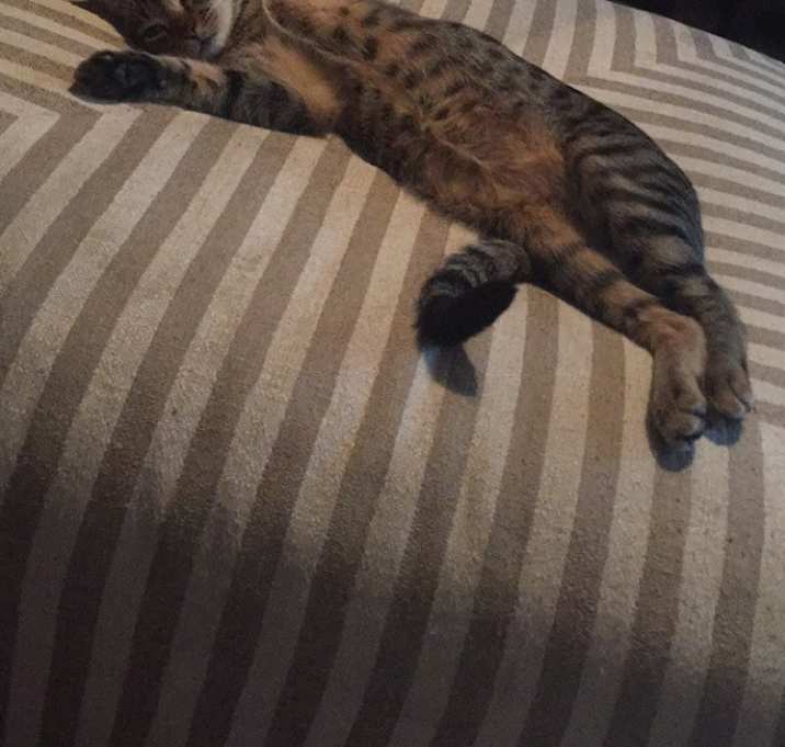 Photo of Jax 
