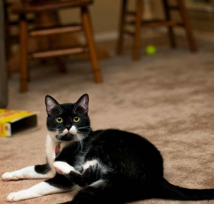 Photo of Dante