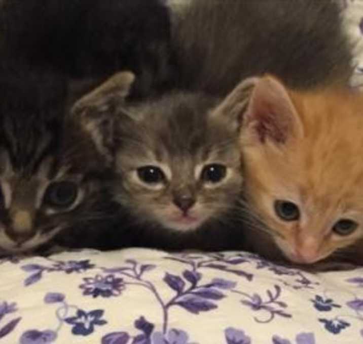 Photo of Henry, Betsy, and Ross