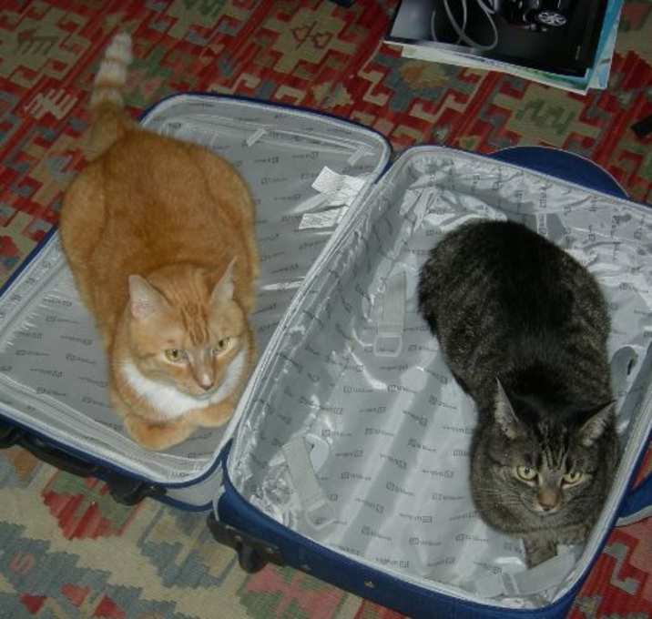 Photo of Pumpkin