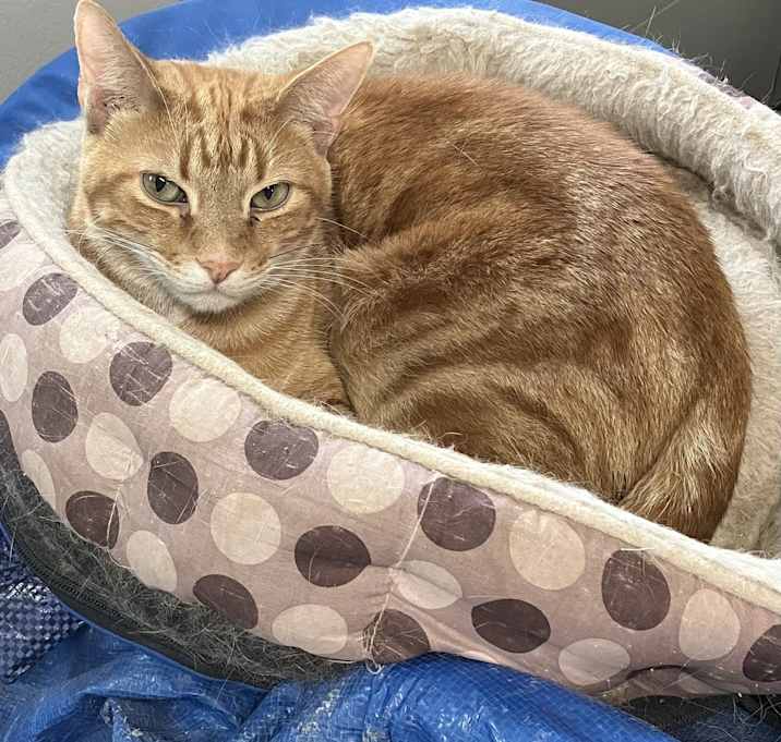 Photo of Rusty