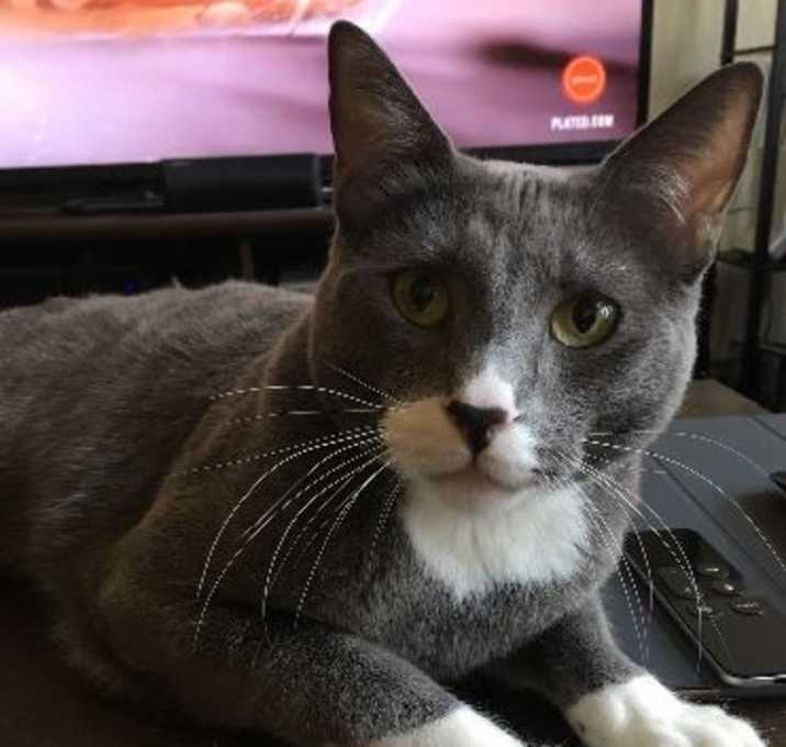 Photo of Buck