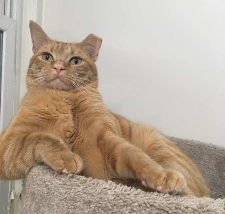 Photo of Garfield/dog alike personality