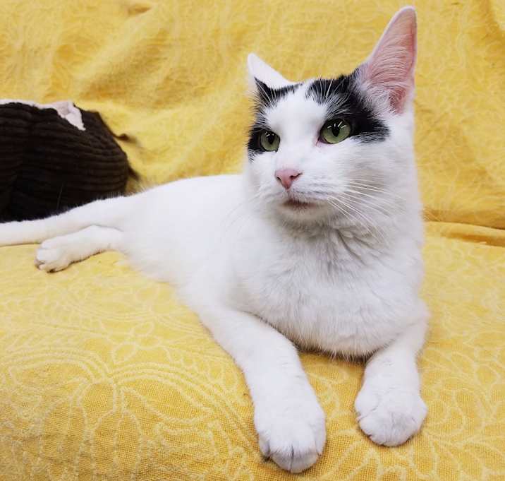 Photo of Stella