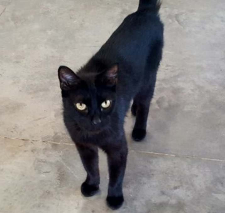Photo of Pepper