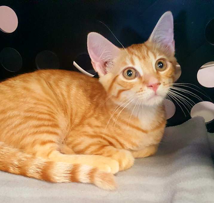 Photo of Tango