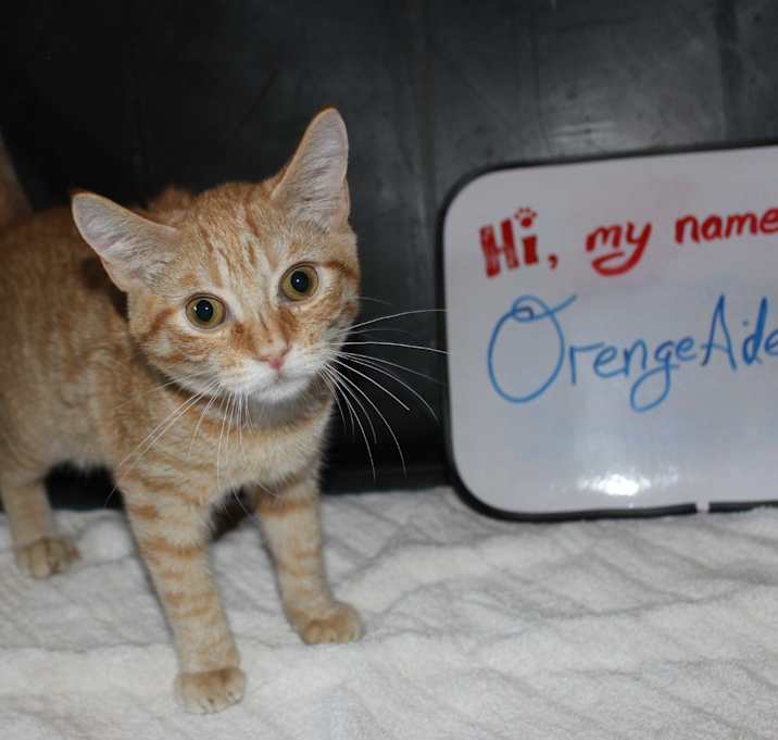 Photo of OrangeAde