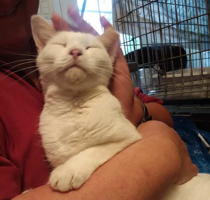 Photo of Marshmallow