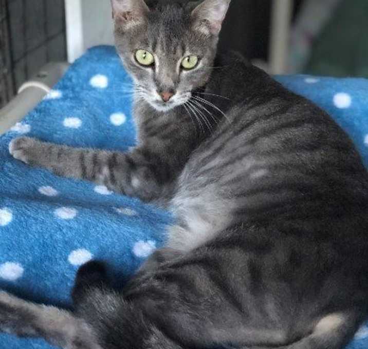 Photo of LYLE