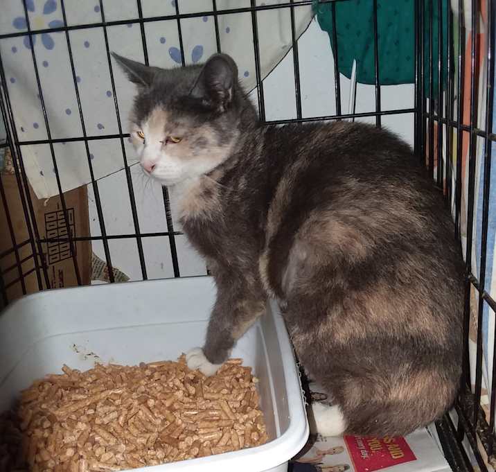 Photo of Nabila--Amputated Tail