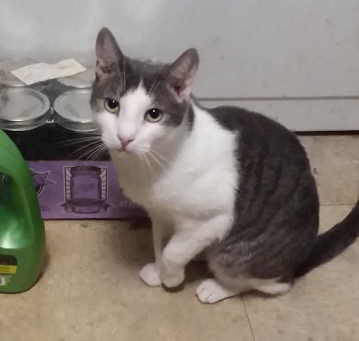 Photo of Scooter