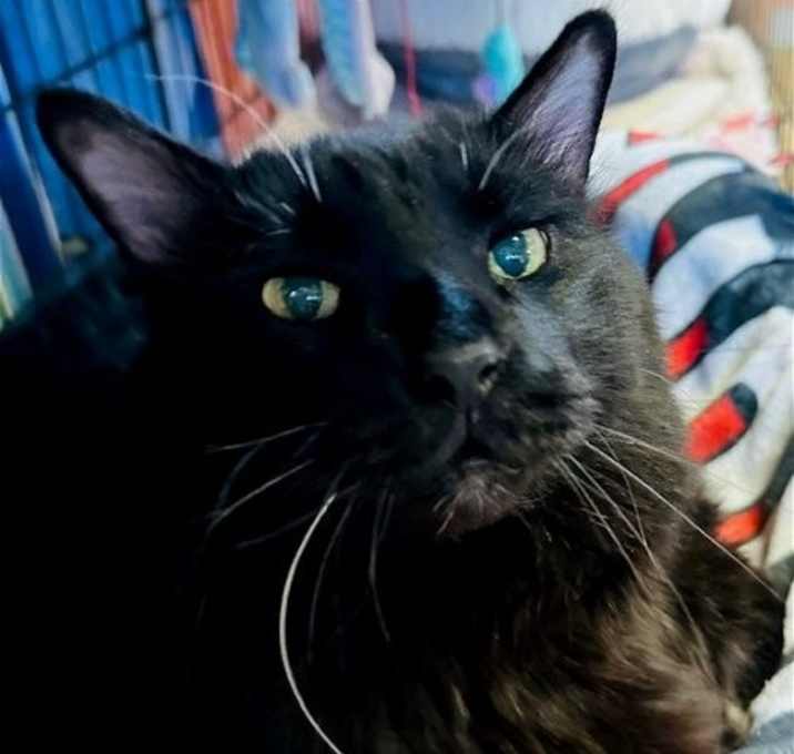 Photo of Cadfael