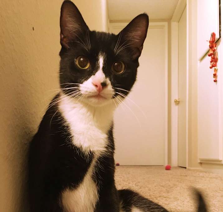 Photo of Rasvan (Buddy)