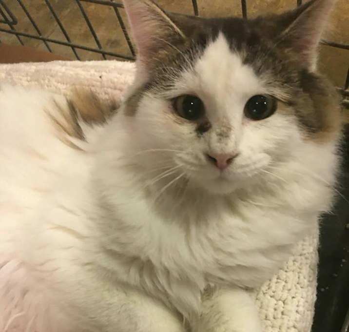 Photo of Muffin