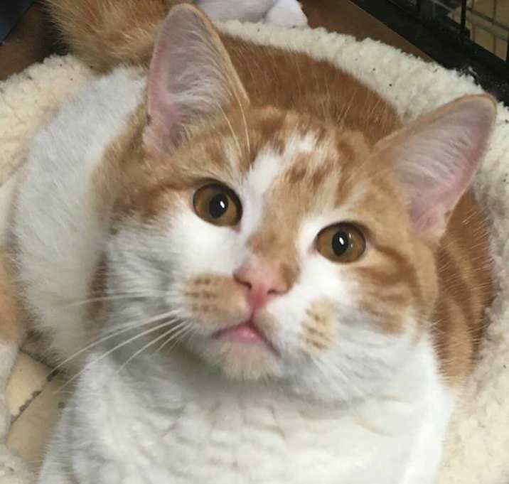 Photo of Merlin