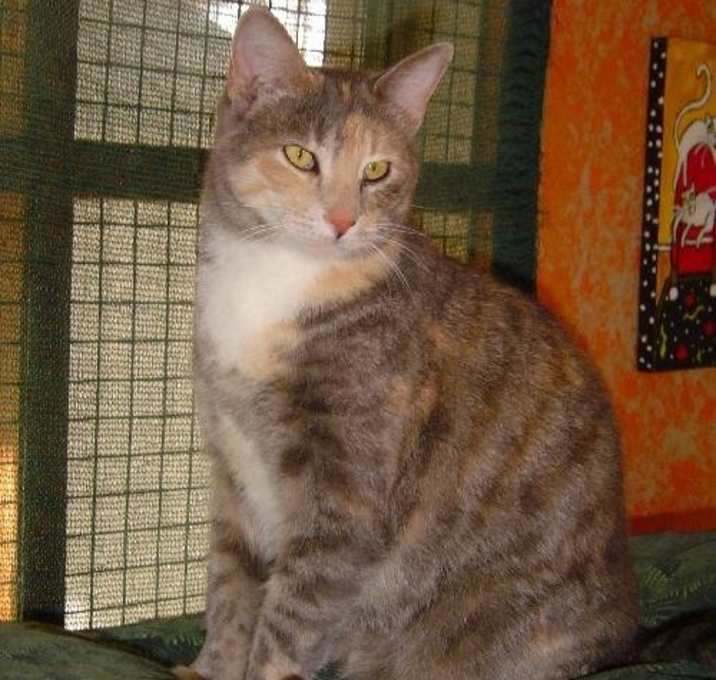 Photo of Ginger