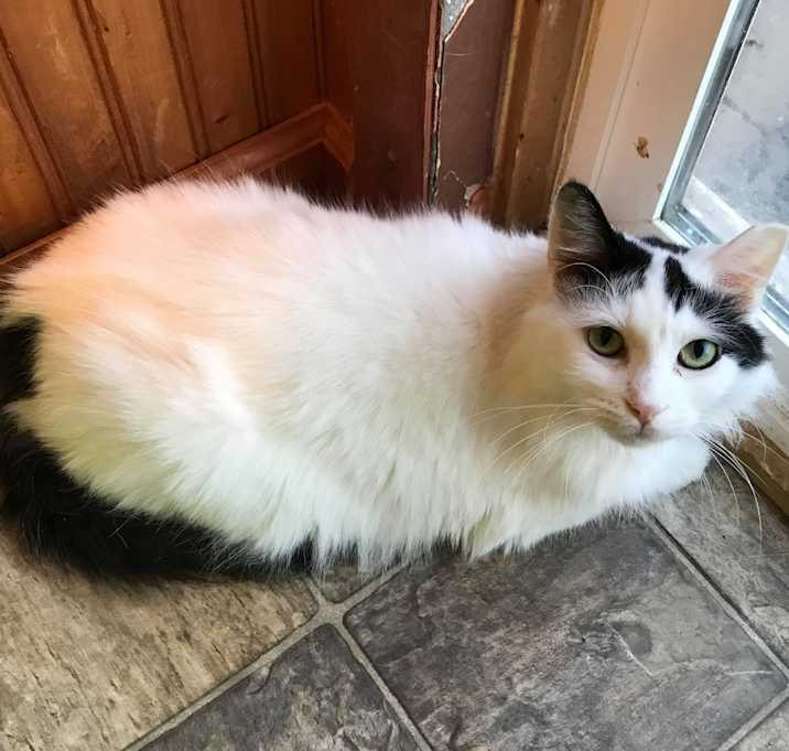 Photo of Oreo