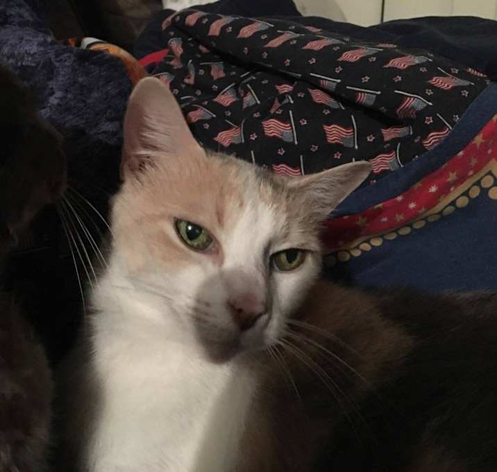 Photo of Peachy
