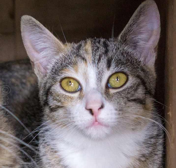 Photo of Collette