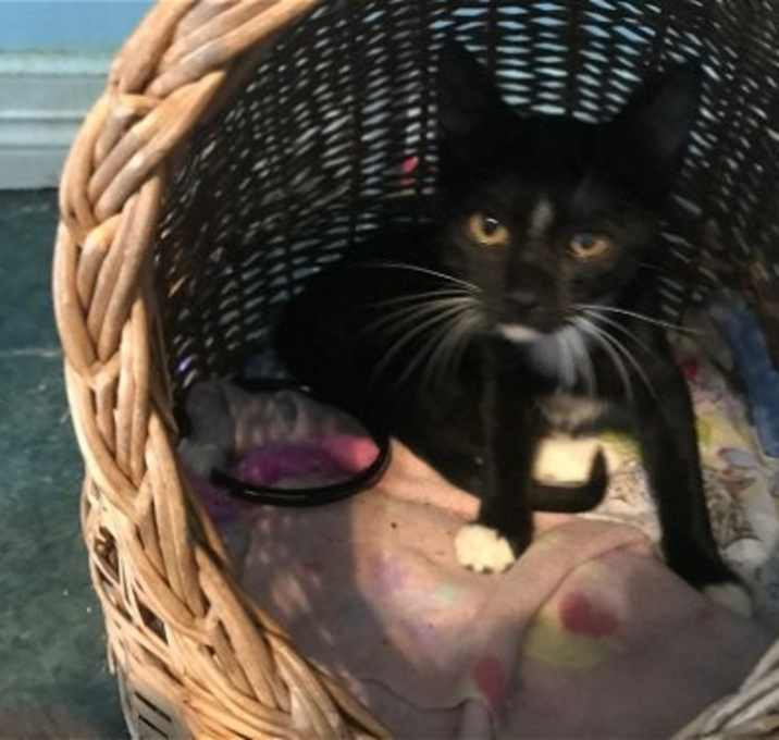 Photo of ROXIE