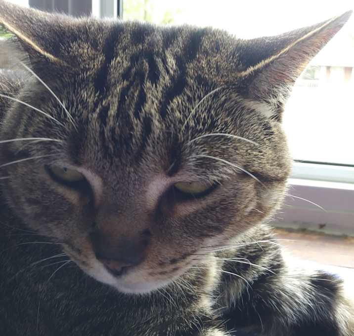 Photo of Suki