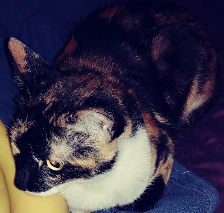 Photo of Vexa