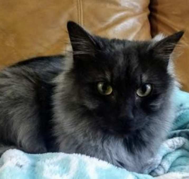 Photo of Fancy