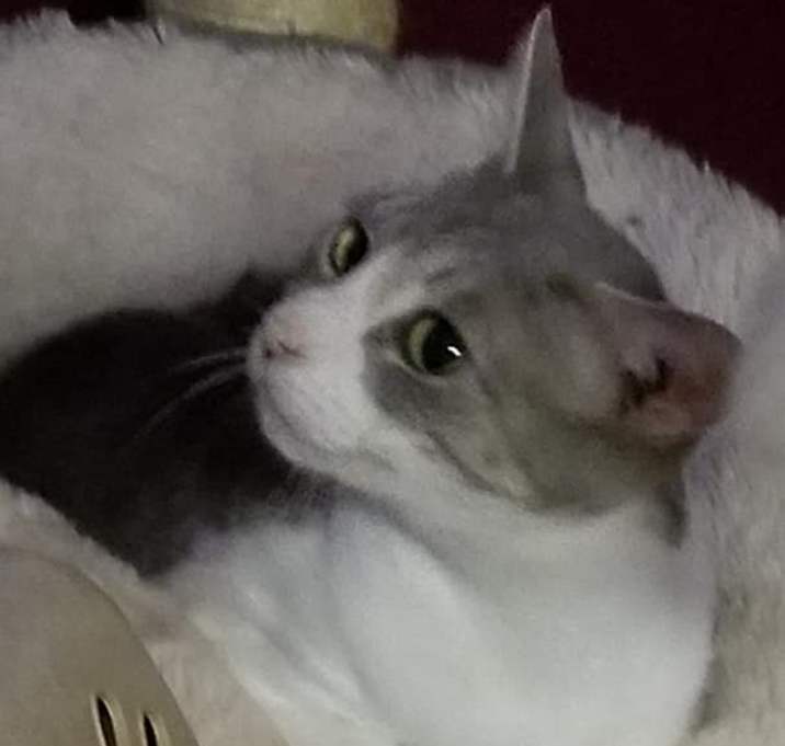 Photo of Mona
