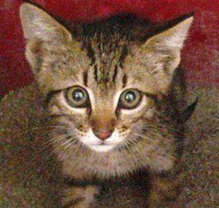 Photo of Twix